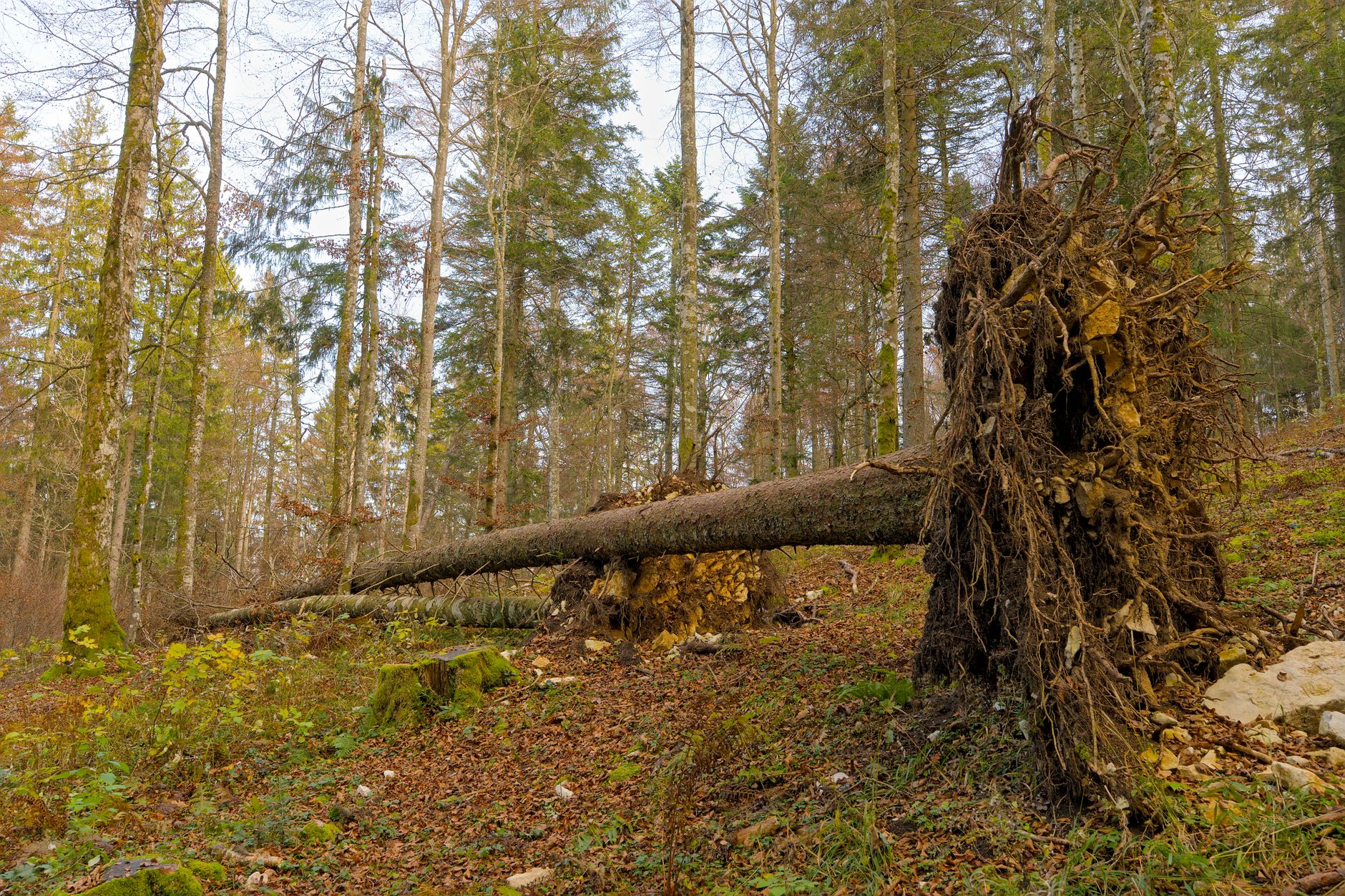 Enlèvement arbre urgence à Baie-Mahault